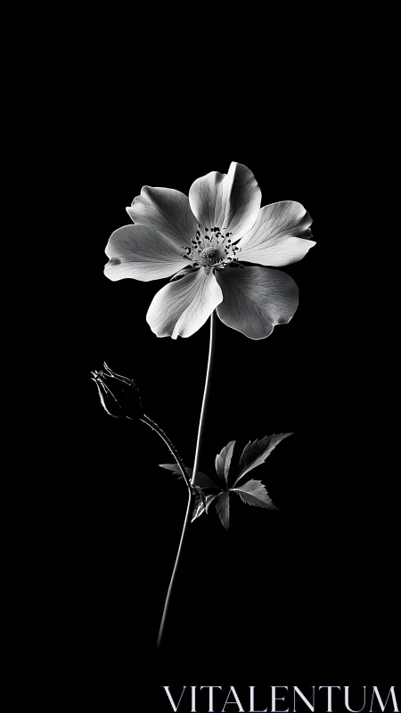 Monochromatic Botanical Study Presents Flower Specimen Against Black Background
