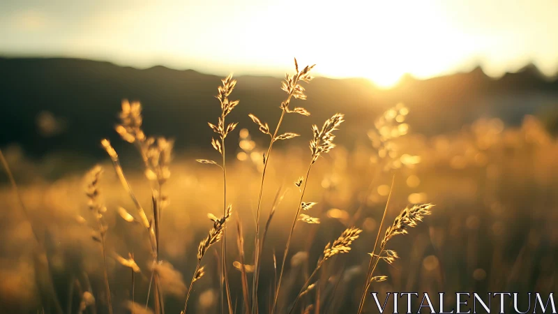 Backlit wild grasses rendered with shallow depth and warm bokeh
