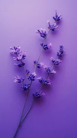 Purple Lavender Stems Against Monochromatic Background.