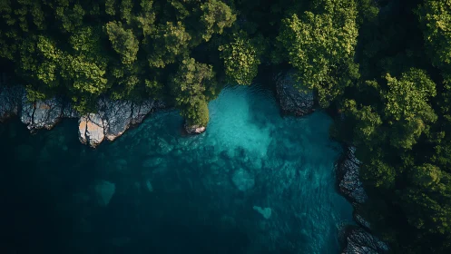 Turquoise cove meets dense forest along rocky shoreline.