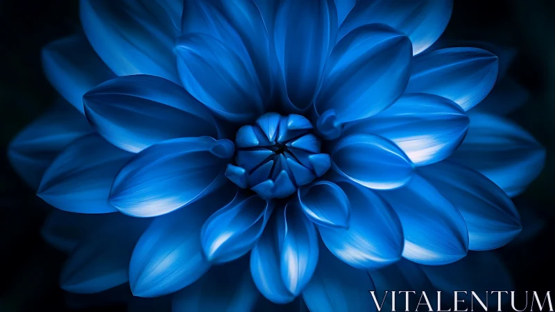 Blue Dahlia Macro With Radiant Gradient Lighting.