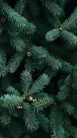 Evergreen fir branches fill the frame in rich forest tones.