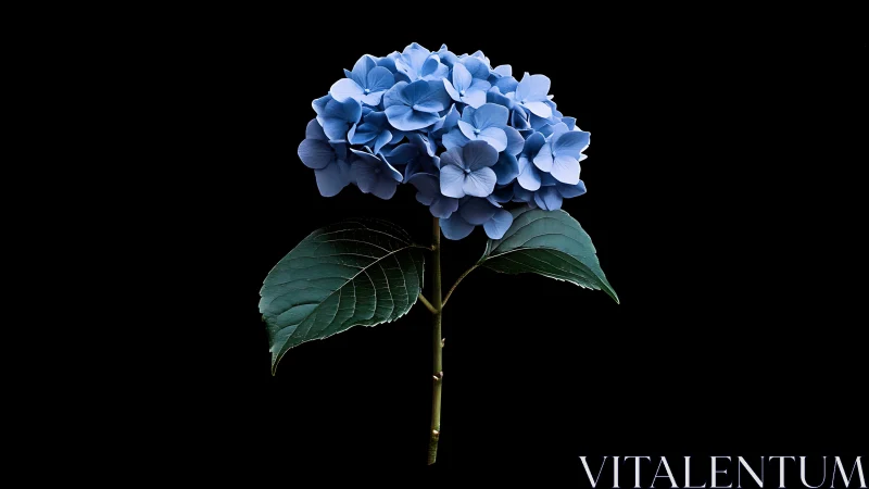 Blue Hydrangea Bloom Against Dark Background.