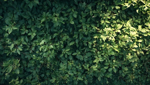 Dense green foliage covers frame with uneven sunlight