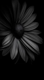 Monochrome Daisy Petals Radiating Quiet Grace and Beauty