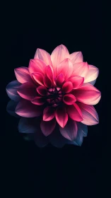 Luminous Dahlia Blooms Against Midnight Shadows.