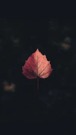 Single red leaf is centered against a uniform dark background
