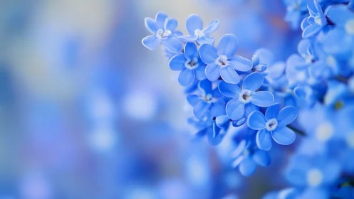 Delicate Blue Forget-me-not Clusters in Shallow Depth of Field Photography