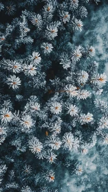 Frost-covered daisies in aerial composition. Winter flora.