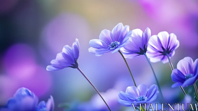 Purple daisy flowers with selective focus in soft garden light.