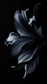 Betta Fish in Motion Against Black Background.