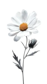 Delicate Bloom Unfolds: White Daisy with Golden Heart and Shadowed Buds