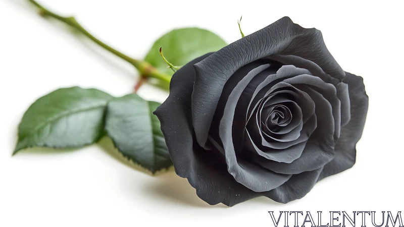 Black rose bloom displays velvety petals against soft white background.
