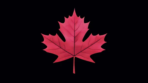 Crimson maple silhouette calmly slices through the darkness