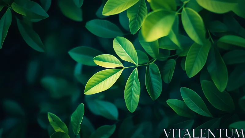 Green leaves closeup against dark natural background.