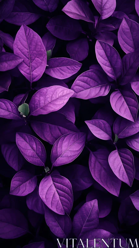Saturated violet foliage study with high contrast lighting.