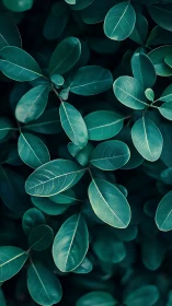 Flat green leaves in close-up overhead botanical view.