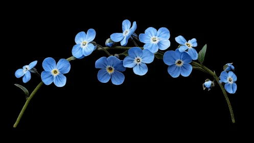Delicate Forget-Me-Nots Bloom Brightly Against Dark Skies