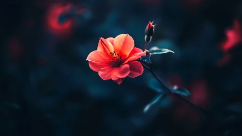 Coral Bloom Against Teal Gradient: Selective Focus Macro Study