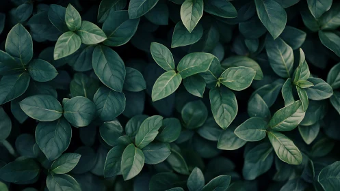 Orthographic foliage array with low-key tonal luminance mapping.