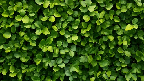 Leafy chorus hums in overlapping circles of fresh green