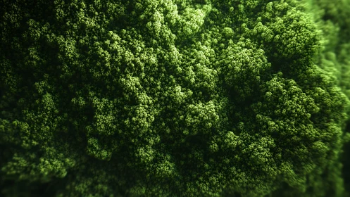 Verdant Canopy Forest Captured from Above.