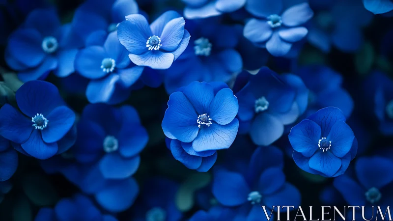 Delicate Blue Flowers in Soft Focus Garden Setting