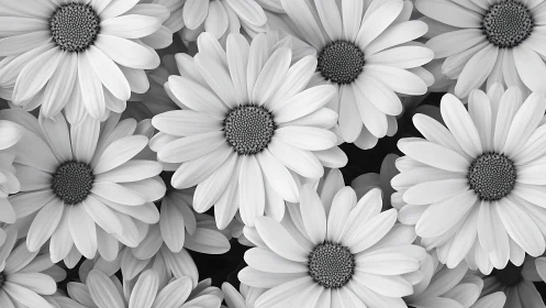 Monochrome Daisy Chorus: A Symphony of Petals.