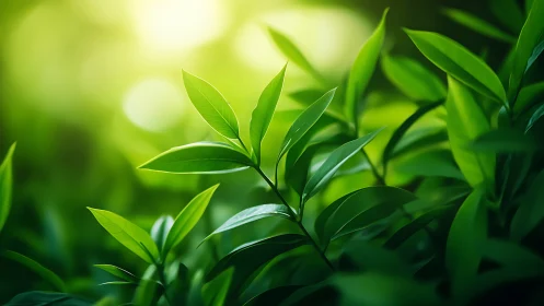 Macro foliage study with backlit green leaves in soft bokeh
