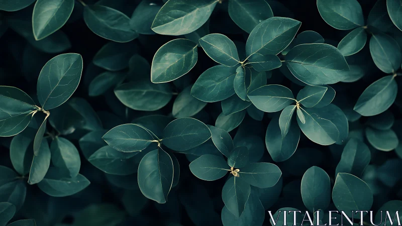 Overhead view of dense dark green elliptical leaves cluster.