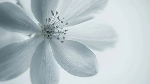 Delicate White Flower Macro: Translucent Petals with Radiating Stamen Structure