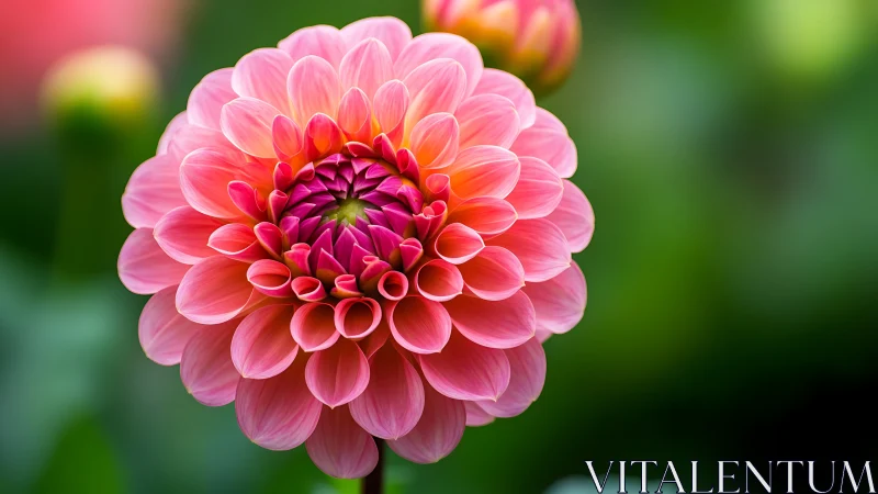 Pink Dahlia Flower Close-up in Full Bloom.