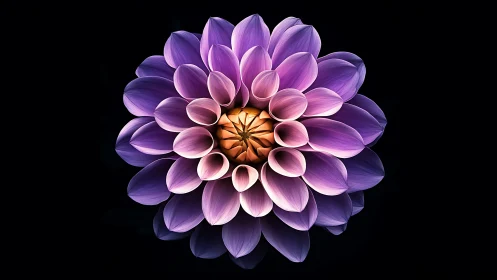 Purple Dahlia with Orange Center on Black Background