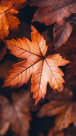 Gentle autumn maple leaf glows softly in warm evening light