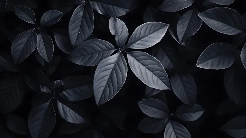Moody monochrome foliage with central star-shaped leaf cluster.