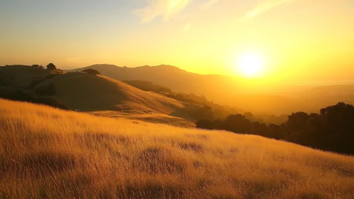 Golden hillside sunset bathes rolling landscape in light.