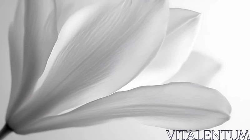 Delicate Flower Petals in Soft Monochrome Light.