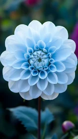 Pale Blue Dahlia Bloom in Garden Setting.