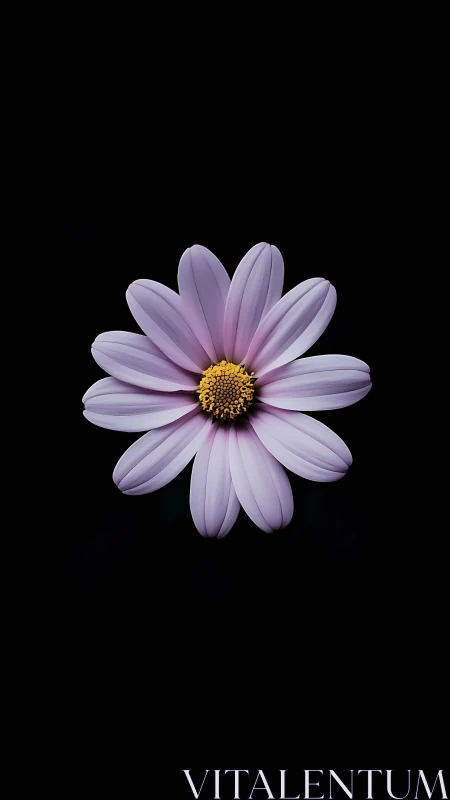 Purple Daisy Against Black Background.