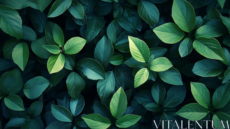 Overhead foliage pattern with high contrast green leaf tonal variation