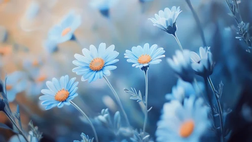 Blue Daisies with Golden Centers.