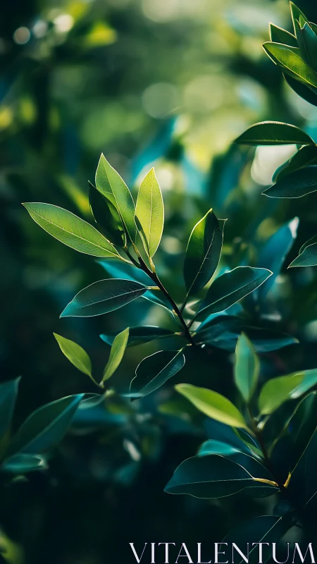 Sunlit evergreen leaves display structured bokeh depth