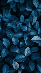 Midnight foliage draped in deep sapphire woodland hush.