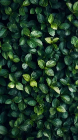 Dense overlapping green foliage fills the vertical frame