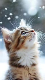 Upward-Gazing Feline Portrait with Crystalline Atmospheric Particulates.