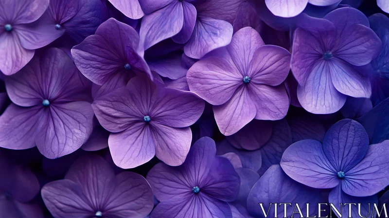 Purple Hydrangea Blooms Close-up Composition.