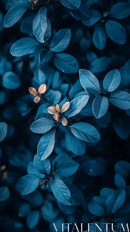 Blue-toned foliage with small contrasting golden leaves.
