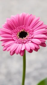 Photorealistic macro portrait of pink gerbera daisy bloom.