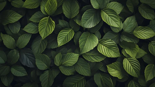 Dense cluster of green leaves forms a uniform surface