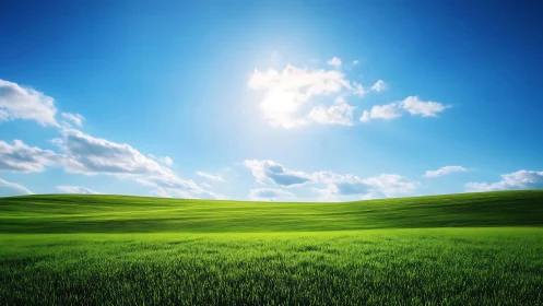 Sunlit rolling grassland under high-contrast midday sky
